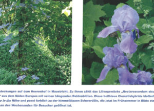 pflanzen-blueten-garden