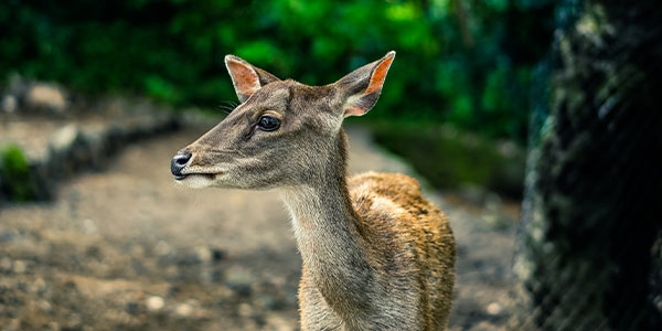 Jagd- & Wildwochen