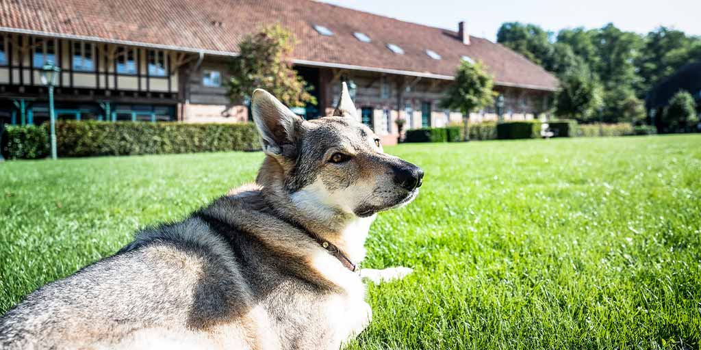 Ein Hund liegt im Gras vor dem Galhau Haus am Linslerhof