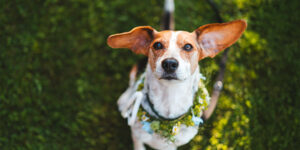 Un chien avec une couronne de fleurs au Linslerhof