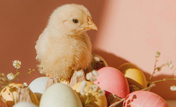 Ein Küken sitzt auf pastellfarbenen Ostereiern